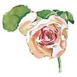 Rose of May